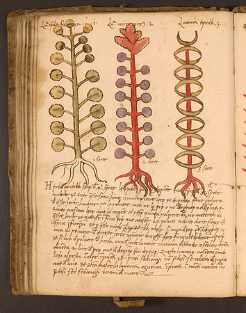 Erbario Folio 78v (circa 15th century)