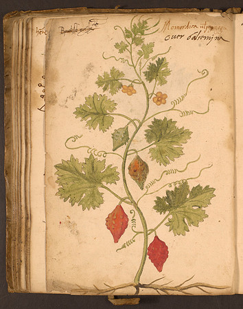 Erbario Folio 77v (circa 15th century)