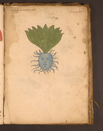 Erbario Folio 77r (circa 15th century)