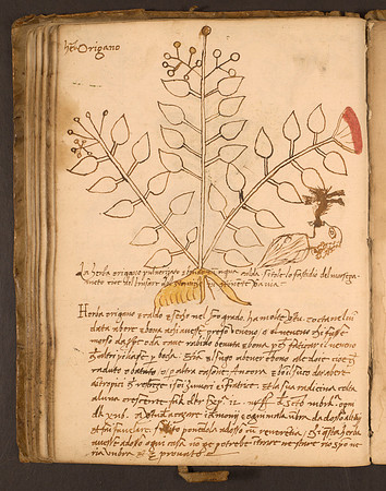 Erbario Folio 76v (circa 15th century)