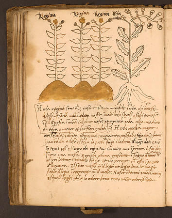 Erbario Folio 75v (circa 15th century)