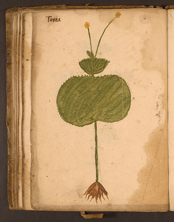 Erbario Folio 74v (circa 15th century)