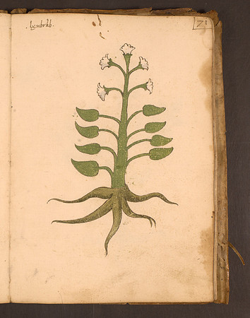 Erbario Folio 71r (circa 15th century)