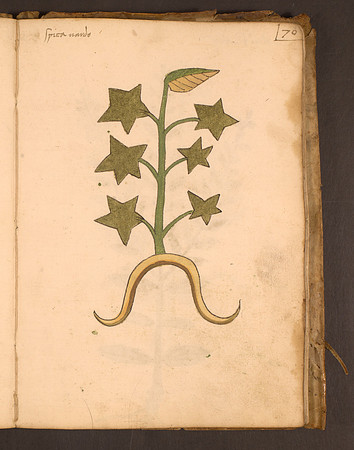 Erbario Folio 70r (circa 15th century)
