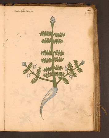 Erbario Folio 69r (circa 15th century)