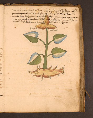 Erbario Folio 68r (circa 15th century)
