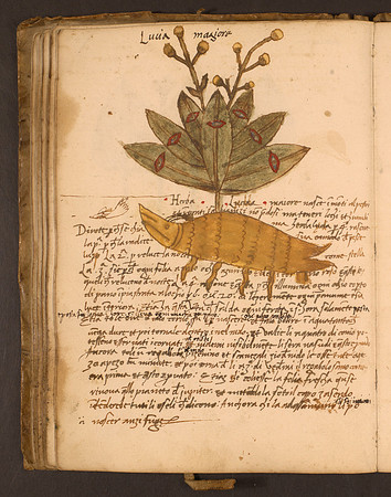 Erbario Folio 67v (circa 15th century)