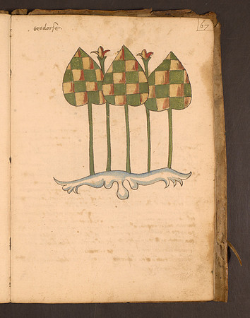 Erbario Folio 67r (circa 15th century)
