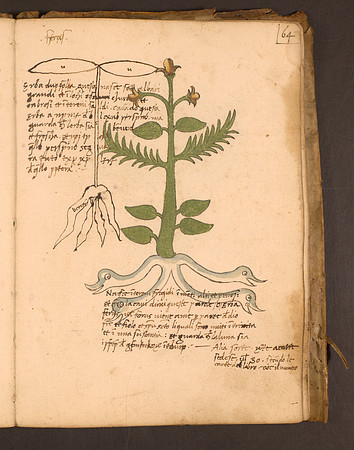 Erbario Folio 64r (circa 15th century)