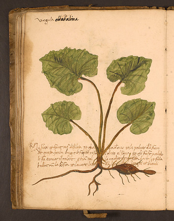 Erbario Folio 59v (circa 15th century)