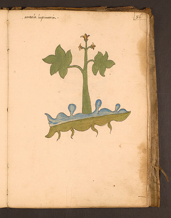 Erbario Folio 56r (circa 15th century)