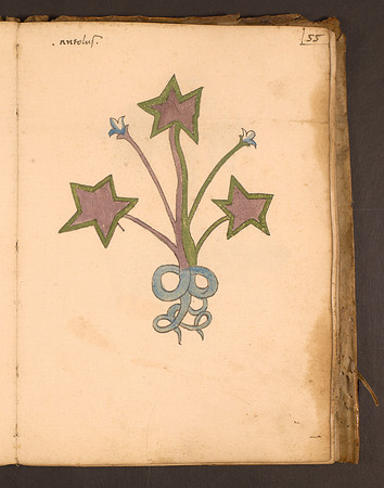 Erbario Folio 55r (circa 15th century)
