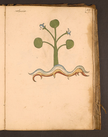 Erbario Folio 54r (circa 15th century)