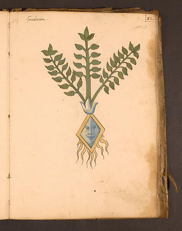 Erbario Folio 52r (circa 15th century)