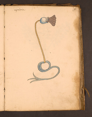 Erbario Folio 51r (circa 15th century)