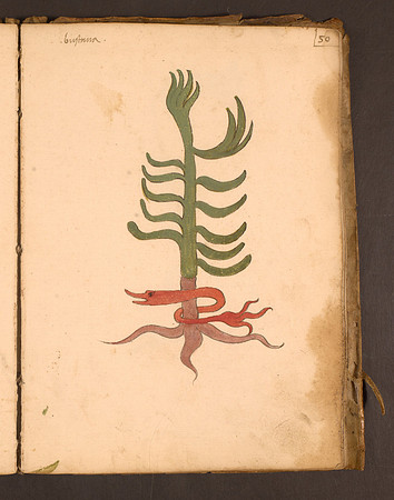 Erbario Folio 50r (circa 15th century)