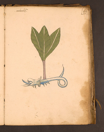 Erbario Folio 49r (circa 15th century)