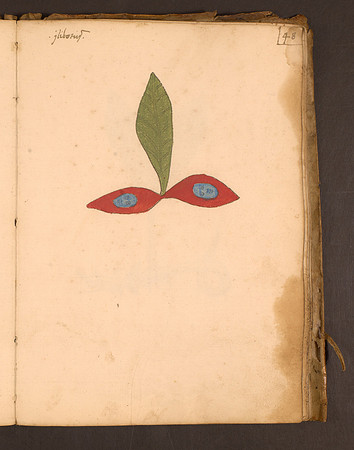Erbario Folio 48r (circa 15th century)