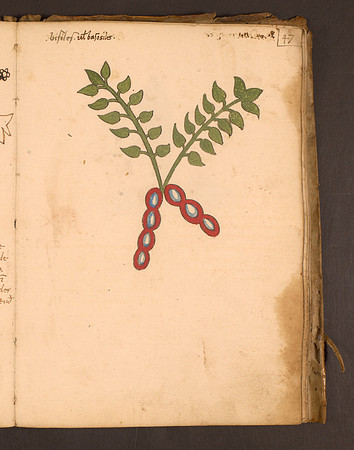 Erbario Folio 47r (circa 15th century)