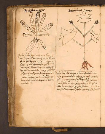 Erbario Folio 46v (circa 15th century)
