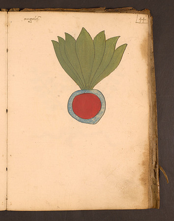 Erbario Folio 44r (circa 15th century)