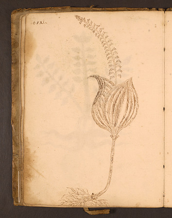 Erbario Folio 43v (circa 15th century)