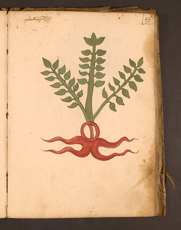 Erbario Folio 43r (circa 15th century)