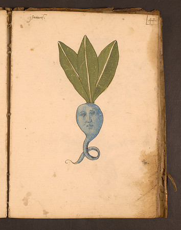 Erbario Folio 42r (circa 15th century)