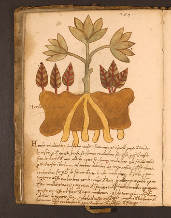 Erbario Folio 40v (circa 15th century)