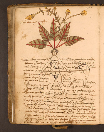 Erbario Folio 39v (circa 15th century)