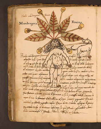 Erbario Folio 38v (circa 15th century)