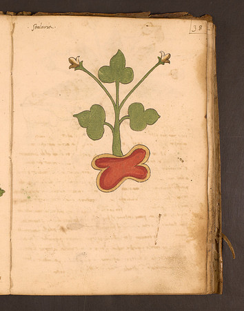 Erbario Folio 38r (circa 15th century)