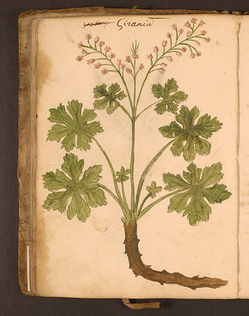 Erbario Folio 37v (circa 15th century)