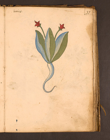 Erbario Folio 37r (circa 15th century)