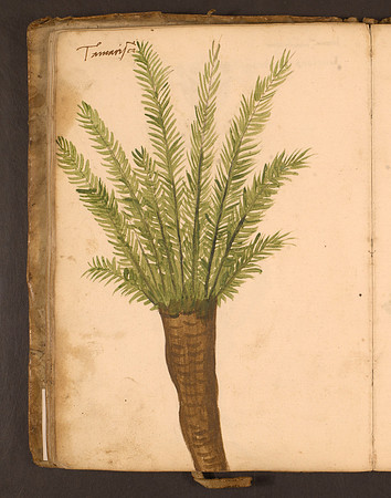 Erbario Folio 36v (circa 15th century)