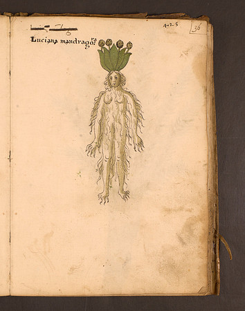 Erbario Folio 36r (circa 15th century)