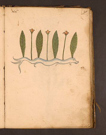 Erbario Folio 35r (circa 15th century)
