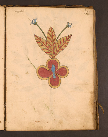 Erbario Folio 34r (circa 15th century)