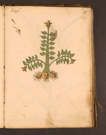 Erbario Folio 33r (circa 15th century)