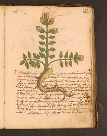 Erbario Folio 31r (circa 15th century)
