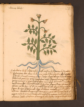 Erbario Folio 29r (circa 15th century)