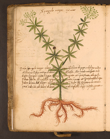 Erbario Folio 27v (circa 15th century)