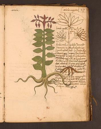Erbario Folio 27r (circa 15th century)
