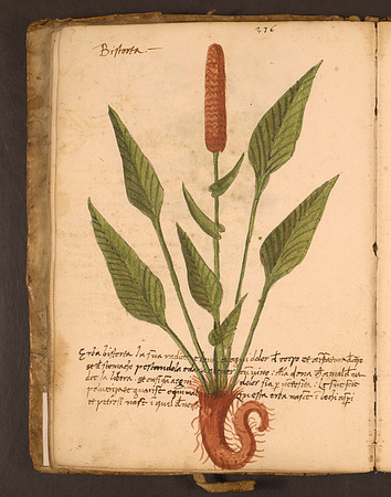 Erbario Folio 26v (circa 15th century)