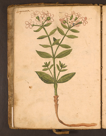 Erbario Folio 25v (circa 15th century)