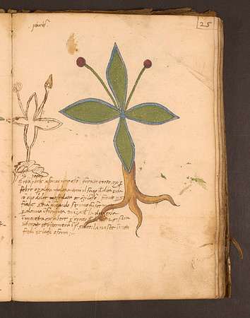 Erbario Folio 25r (circa 15th century)