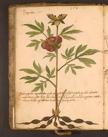 Erbario Folio 24v (circa 15th century)