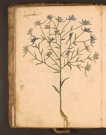 Erbario Folio 22v (circa 15th century)