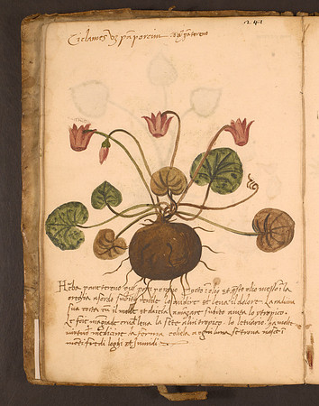 Erbario Folio 21v (circa 15th century)