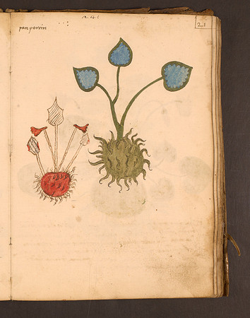 Erbario Folio 21r (circa 15th century)